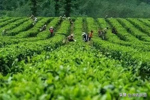 紫砂茶壶品牌排名前十(高端紫砂壶的品牌)插图46