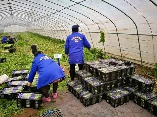 安徽青菜基地排名前十(中国青菜基地有哪些)插图2