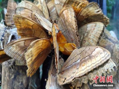 轮回之章羽翼蓝宝石(羽翼蓝宝石在哪)插图2