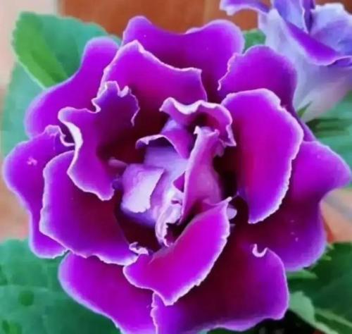 花卉图案(花卉logo图案大全)插图40