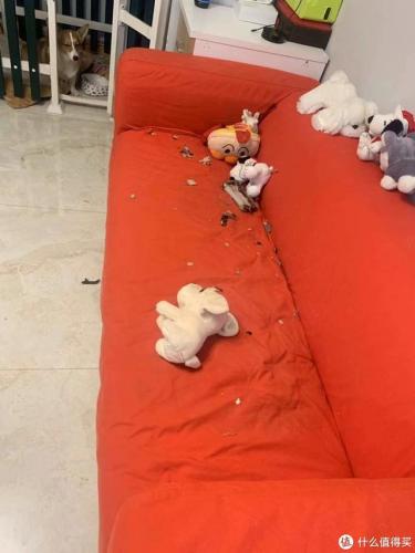 宠物用品(中国宠物用品生产基地)插图13