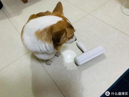 宠物用品(中国宠物用品生产基地)插图17