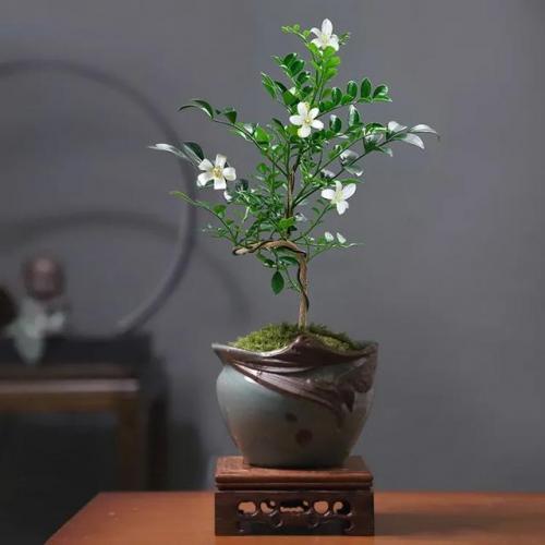 盆景植物(盆景植物大全)插图18