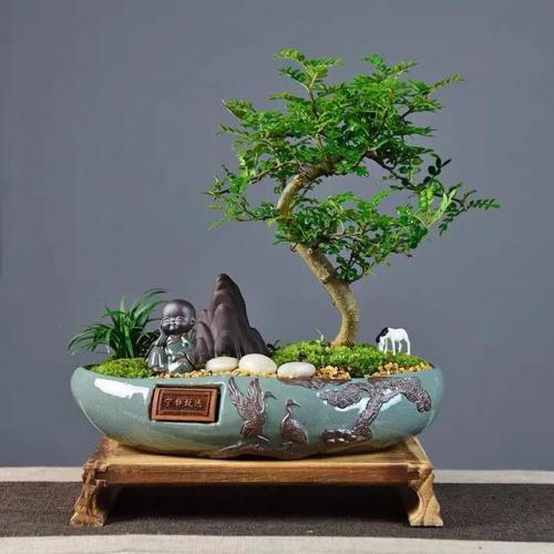 盆景植物(盆景植物大全)插图14