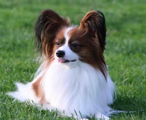 世界聪明名犬排名前十(拉布拉多智商排名)插图2