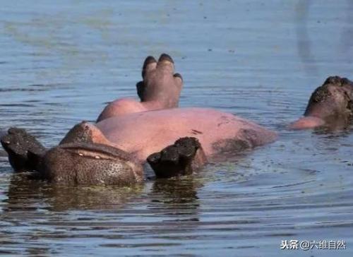好动的河马(河马的性格)插图2