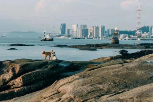 鼓浪屿旅游景点(鼓浪屿旅游攻略)插图3