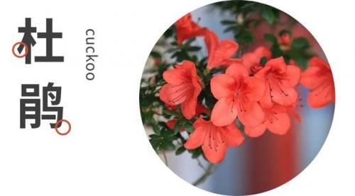 菡萏是什么(菡萏特殊含义)插图17