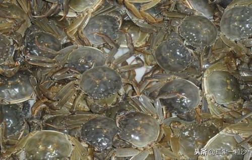 巢湖饭店美食排名前十(巢湖十大饭店排名)插图2