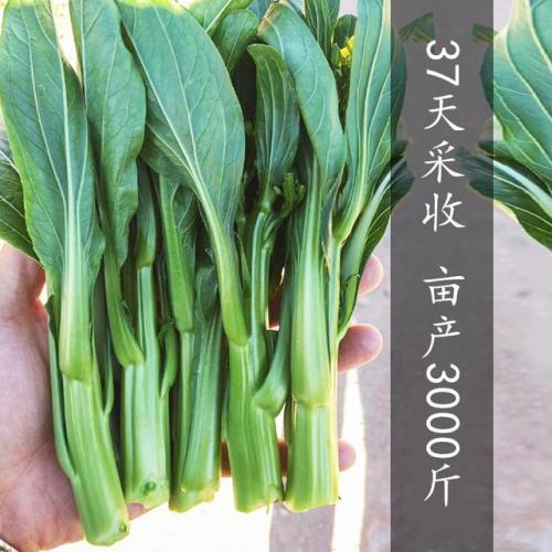 日本高产作物排名前十(作物高产必备玛斯肽)插图2