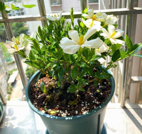 盆景植物(盆景植物大全)插图5