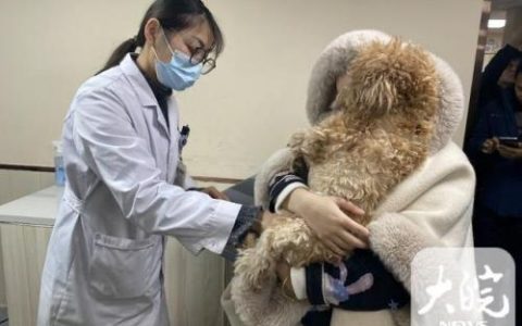 合肥兽医诊所排名前十(合肥哪个兽医站比较好)