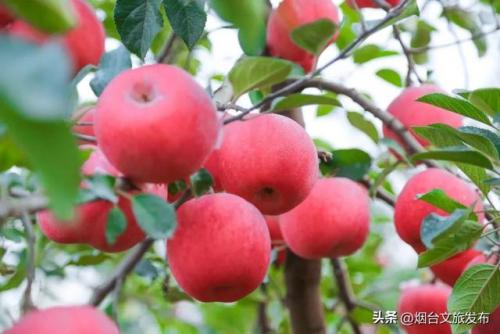 烟台牟氏庄园(烟台牟氏庄园免费门票预订)插图34