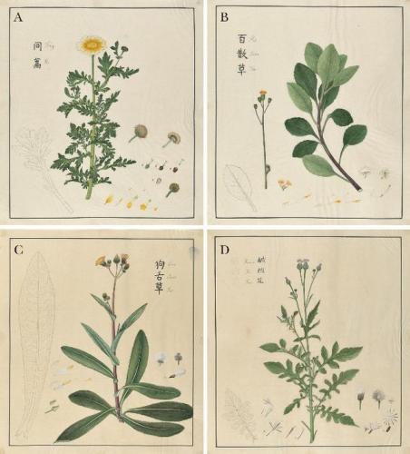 洛克王国紫藤拿什么换(洛克王国紫藤怎么快速获得大量)插图2