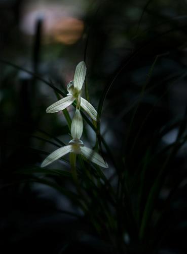月移花影动(人与白云栖月照花影移的意思)插图2