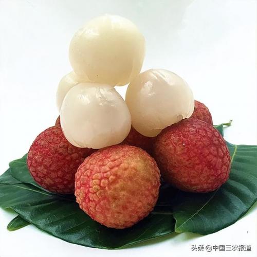白糖罂荔枝(白糖罂荔枝多少钱一斤)插图4