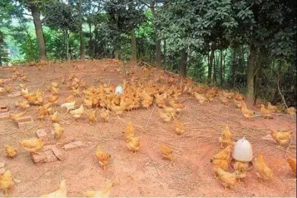 赣州家禽品种排名前十(中国十大蛋鸡种禽公司)插图4