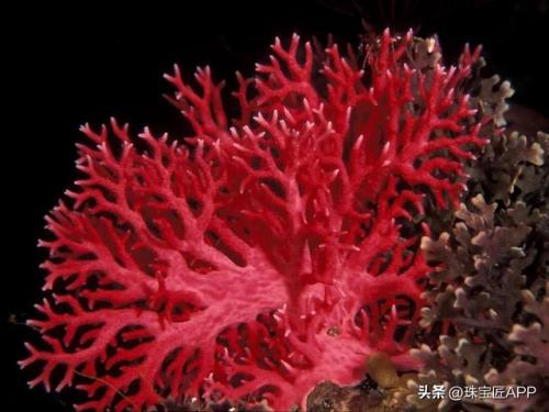 缅甸宝石产量排名前十(缅甸琥珀市场行情)插图5