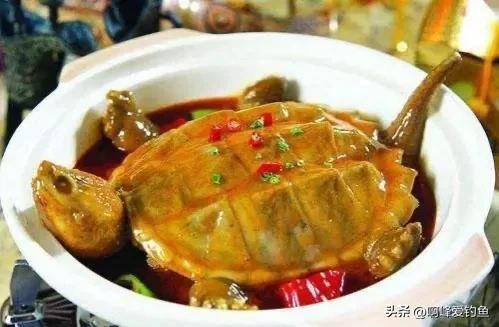 最大的乌龟(最小的乌龟)插图12