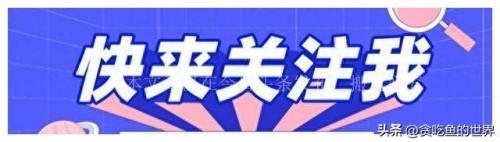 贪吃鱼游戏(贪吃鱼新号)插图5