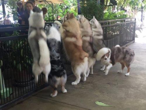 哈士奇犬(哈士奇优缺点)插图5