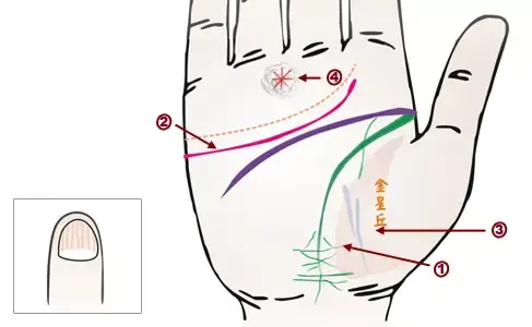 掌纹分析专家排名前十(掌纹密码书籍)插图14