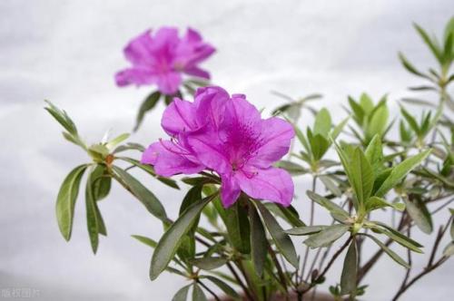 珍稀植物(世界十大珍稀药材)插图1