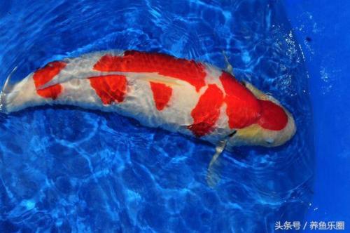 日本锦鲤冠军排名前十(日本锦鲤获奖名单)插图4