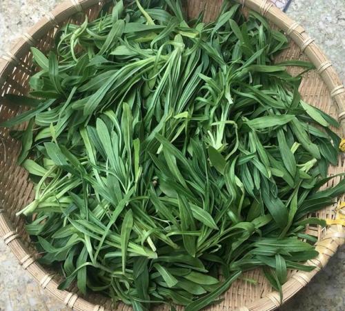 面条菜图片(面条菜的食用方法)插图4