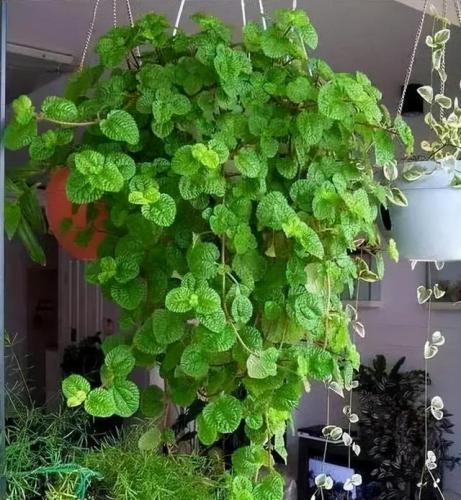 天然防臭植物排名前十(可以除臭的植物)插图5
