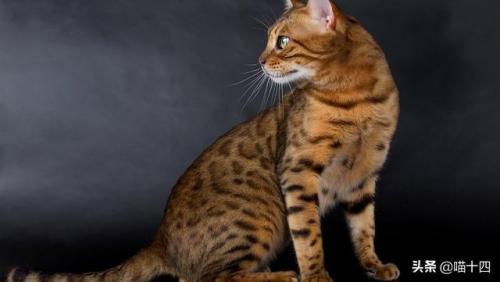 猫科界智商排名前十(老虎智商高吗)插图3
