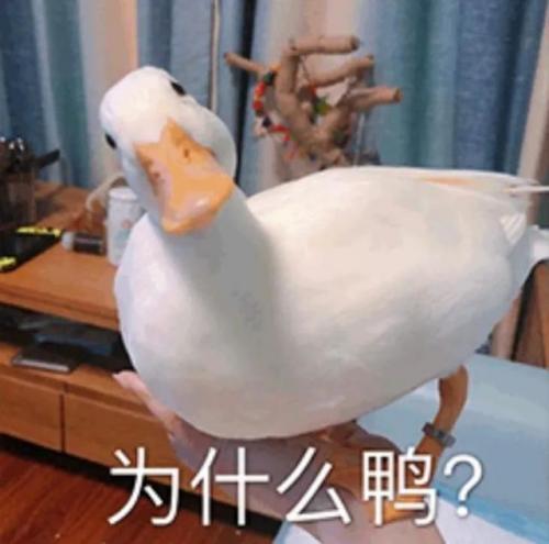 美国职业摄影师协会(马修j罗伊德摄影师)插图2