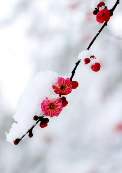 月移花影动(人与白云栖月照花影移的意思)插图17