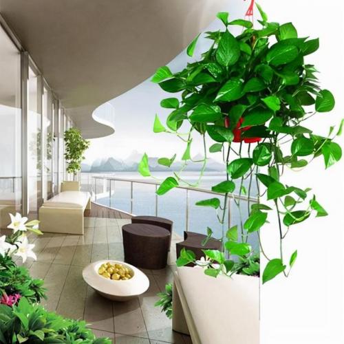 天然防臭植物排名前十(可以除臭的植物)插图18