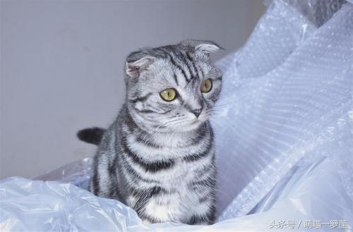 排前十的猫咪排名(猫咪排虫要排几天)插图10