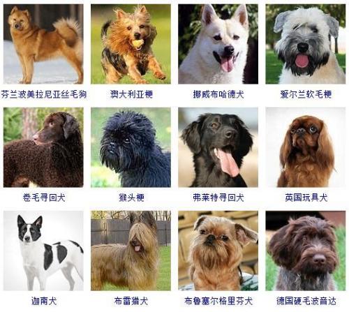 宠物狗品种大全(宠物狗排名前十)插图12