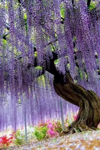 心碎之花(绝望的花)插图13
