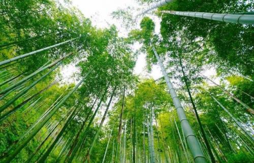 莫干山在哪里(莫干山旅游攻略)插图2