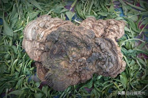 真正野生灵芝图片(树舌与灵芝最大区别)插图4