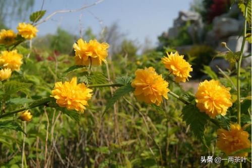 些的部首是什么(南字的偏旁是十字头吗)插图2