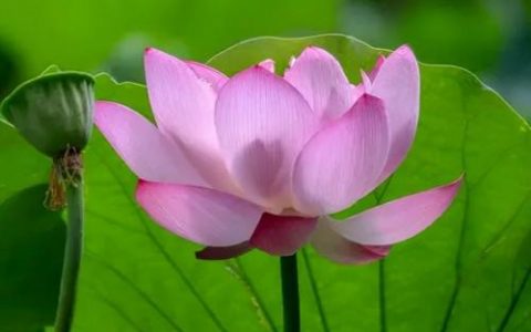 课题研究方法有哪些(高中课题研究报告模板)