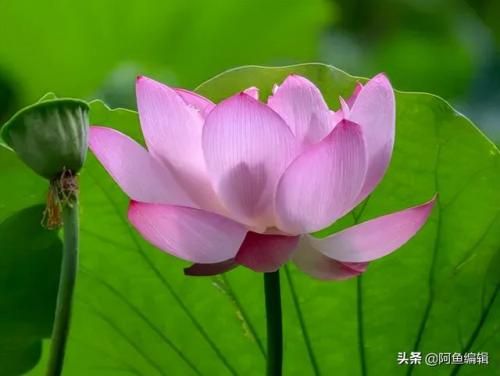 课题研究方法有哪些(高中课题研究报告模板)插图