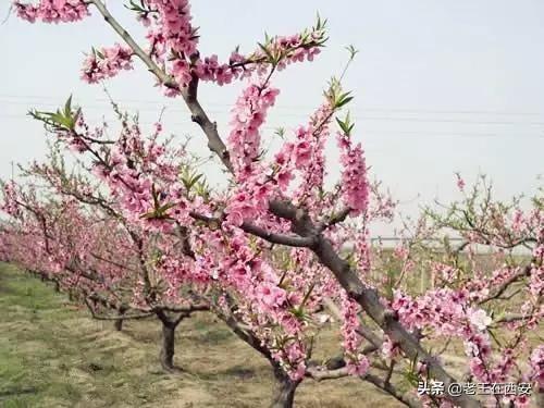 农家院排名前十(高档农家院排行榜)插图10