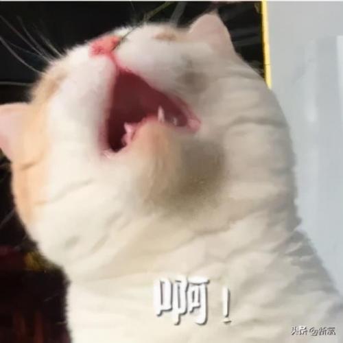 任豪百度百科(任豪百科介绍)插图33