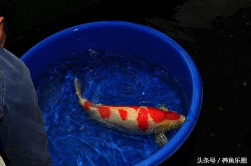 日本锦鲤冠军排名前十(日本锦鲤获奖名单)插图7