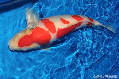 日本锦鲤冠军排名前十(日本锦鲤获奖名单)插图2