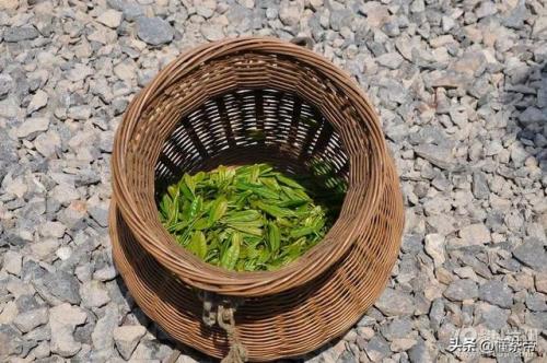 富阳茶叶品种排名前十(浙江十大名茶排名)插图13