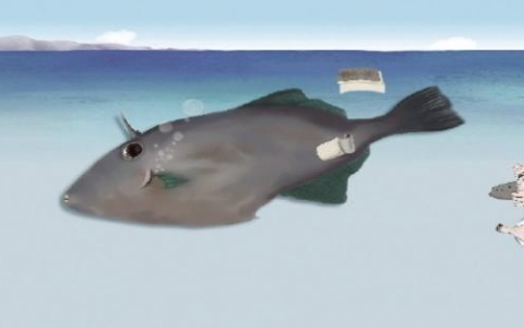 海鱼养殖专家排名前十(海鱼养殖育种)