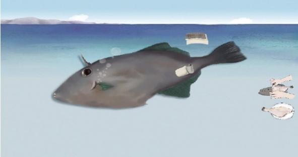 海鱼养殖专家排名前十(海鱼养殖育种)插图