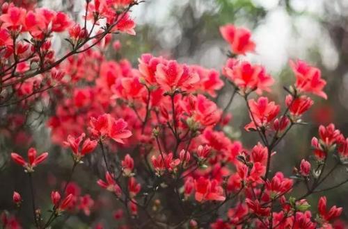 珠山油炸粑粑做法(潭下油炸粑粑做法)插图37